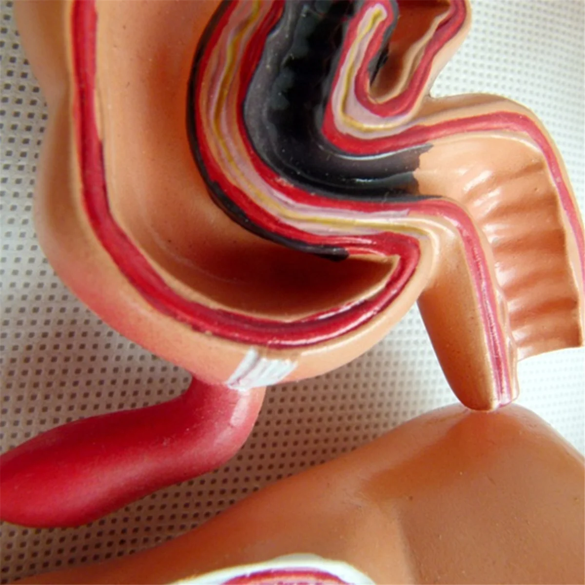 

Teaching Model,Human Large Intestine Anatomy Model Visceral Lesion Model Human Digestive System Learning Model HOT