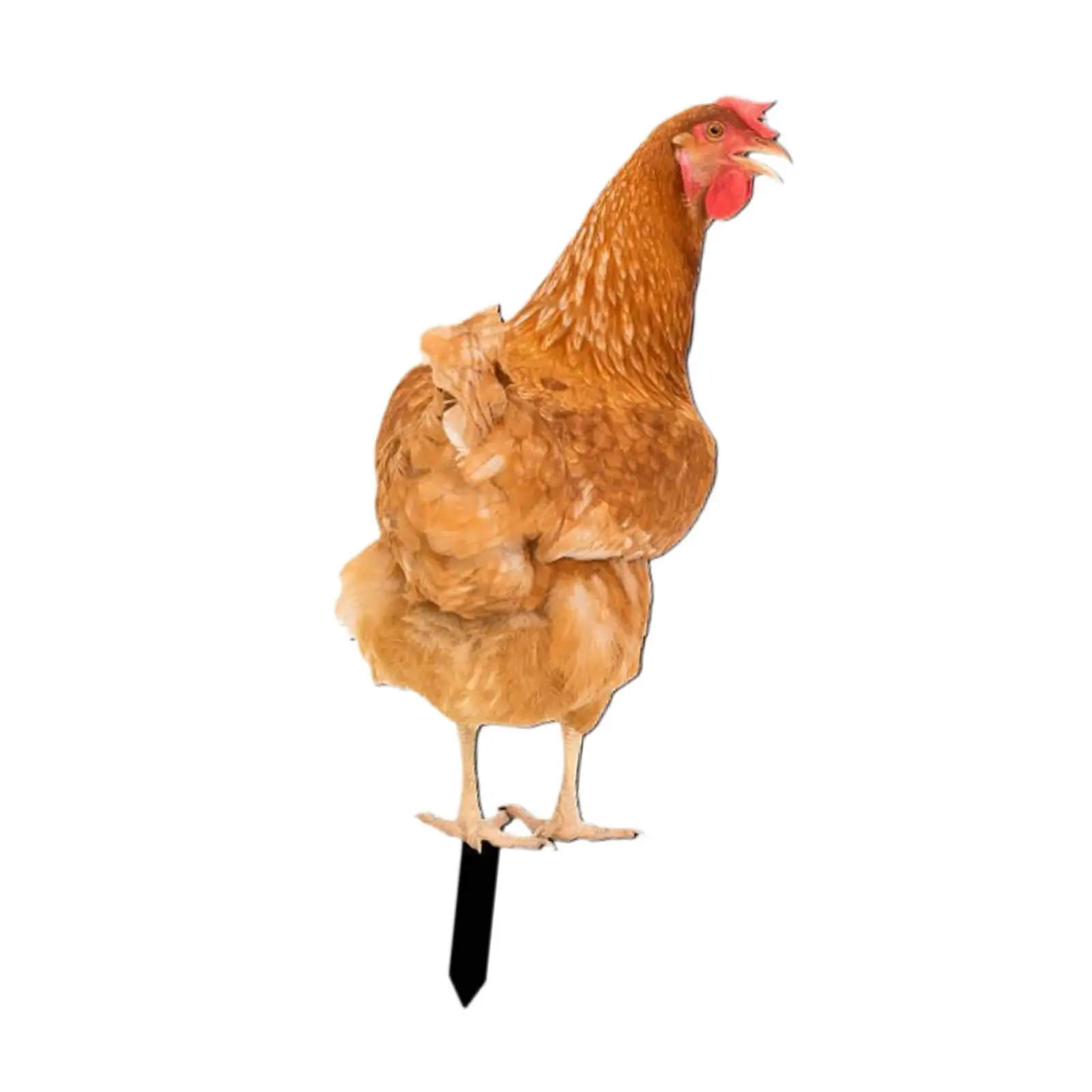 Acrylic Chicken Statue, Chicken Sculpture, Acrylic Sign, Chicken Yard Art, Animal Stake for Garden And Swimming Pool Decoration