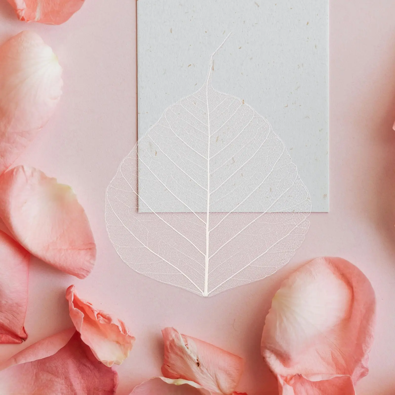 ベビーブレスフラワー人工ブックマークアクセサリー木の葉標本の装飾