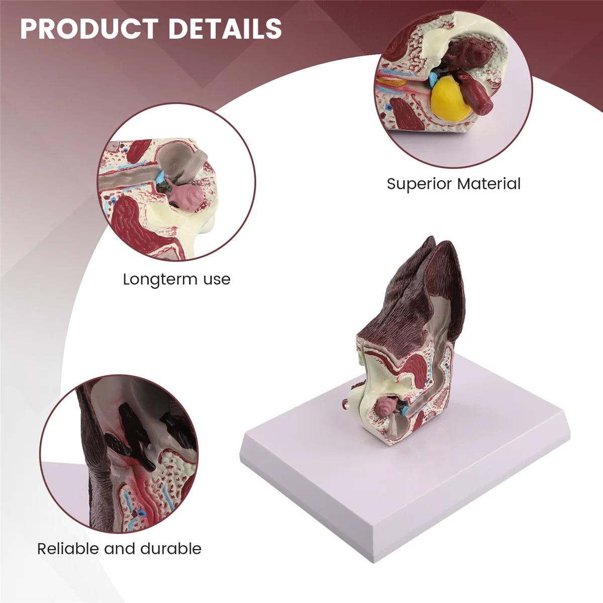 Gfc-cachorro lesão da orelha modelo de anatomia animal ciência veterinária auxiliar ensino canina pesquisa remessa direta, orelhas do cão doente