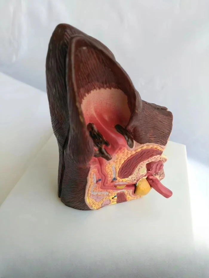 Dog Ear Anatomical Model Veterinary Science Teaching Demonstration
