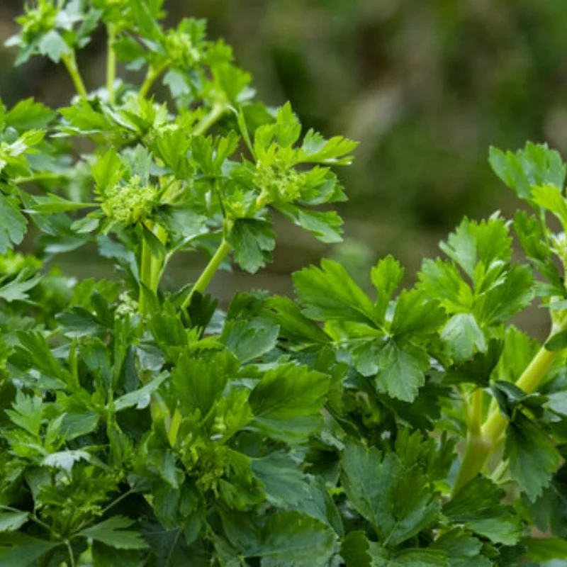 

SCY 18101 18103 18101PRO 18103PRO Accessories Front upper swing arm 1/18 RC Car Spare Parts