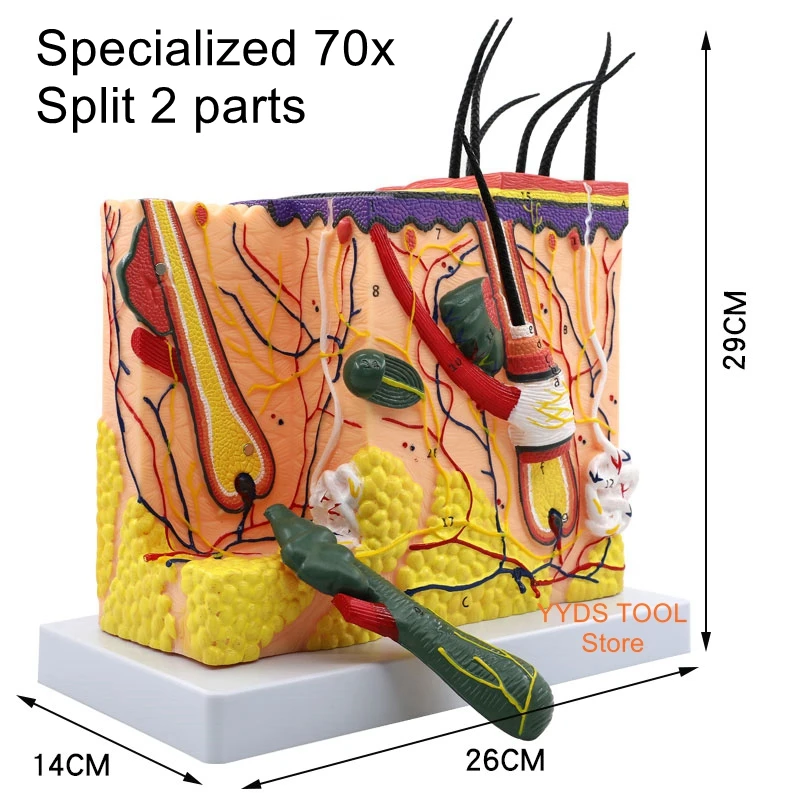 

Medical cosmetic plastic three-dimensional skin model 35-70 times human skin tissue structure magnification anatomical model