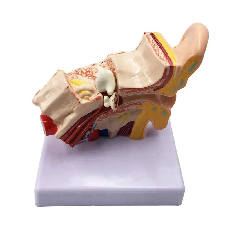 SB-5X 1.5X Human Ear Anatomy Model - Professional Desktop Inner Ear Structure Simulation Model For Education