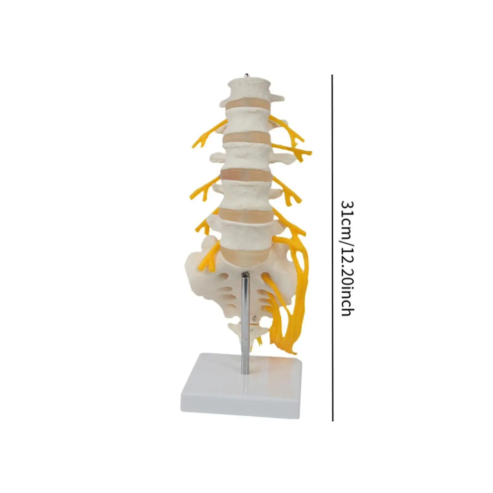 Spine Model Scientific Teaching Aid Detailed 31 cm Decoration Spine Display Stand for Lab Education Tool Science Study