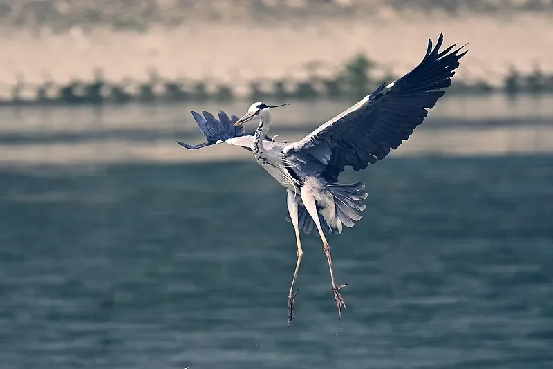 HPXGRC 防水サーボ 9g 17g 20g デジタルマイクロサーボ RC飛行機 ドローン ミニカー ヘリコプター 固定翼機 Wltoys用