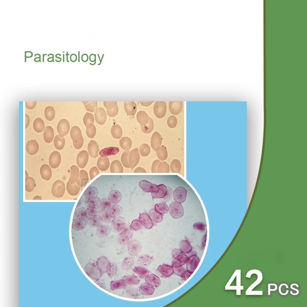 42個顕微鏡スライド寄生虫生物標本スライドため寄生虫教育研究医学部