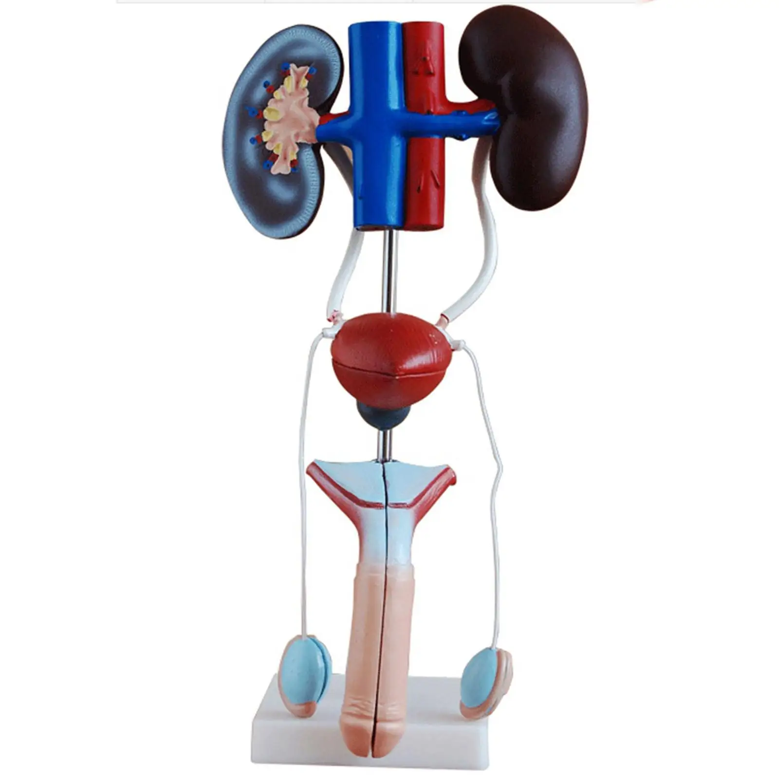 

Male Three Dimensional Urinary System With Artery Vein Kidney Medical Model