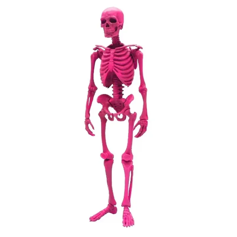 Genuine Gacha Scale Model Museum Human Skeleton Skull Assembled Bones Tabletop Decoration Action Figure Toys