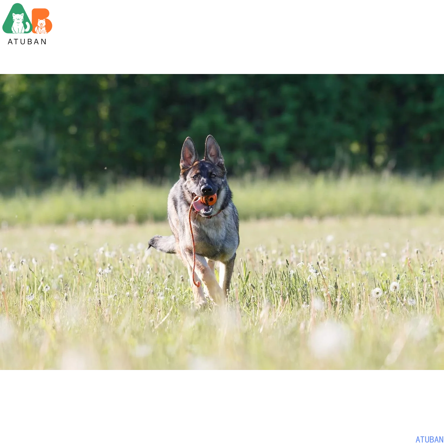 Thumbnail 4 - #24 Top 50 Puppy Rope Toys Worth Buying In 2026