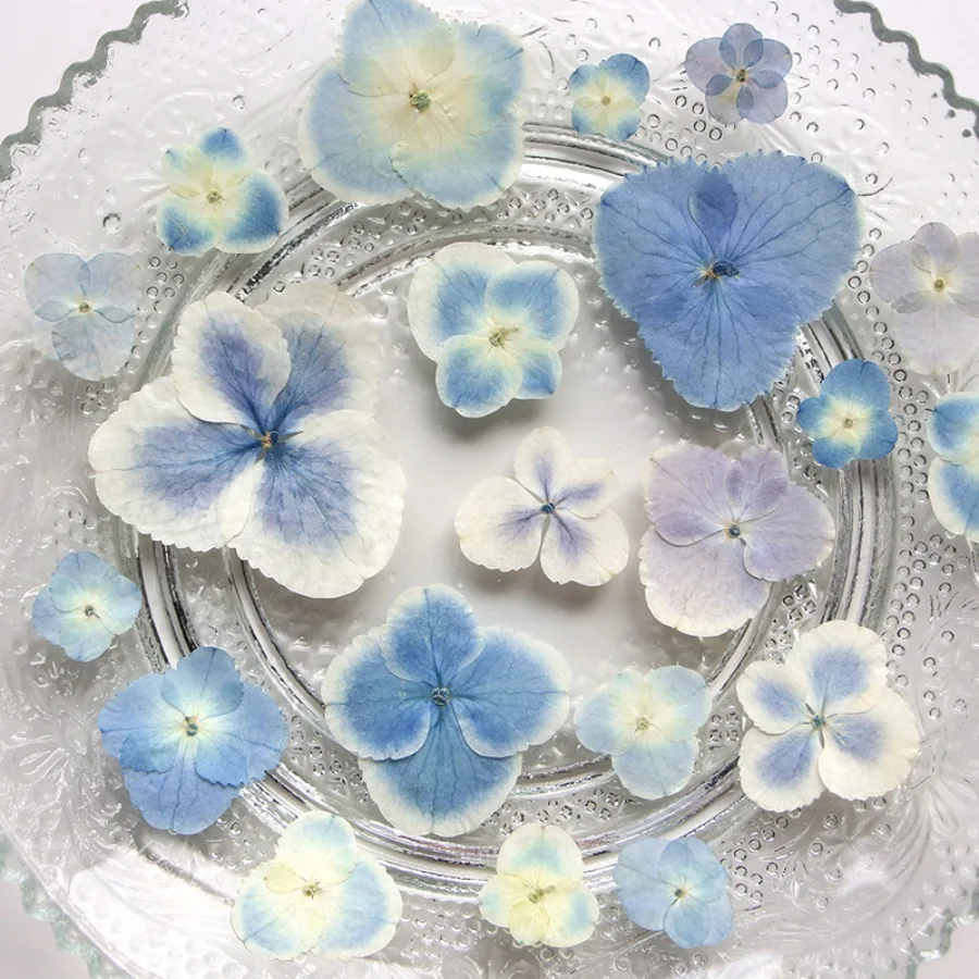 Soft Blue Gradient Hydrangea Pressed Flower Furnishing, Natural Real Petal Supply, Portable DIY Accessory for Candle Resin Styling