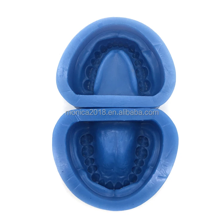 den tal cli nic laboratory oral teaching model High quality silicone rubber mould of Holostomatous teeth model den tal teeth mod