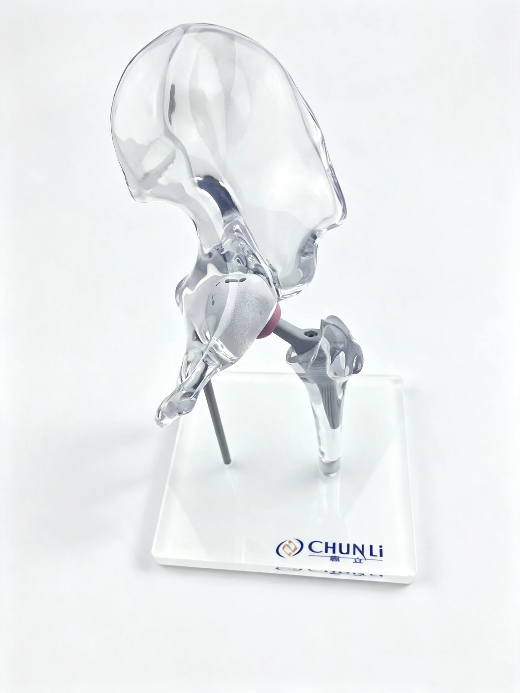Transparent Hip Joint Model 4