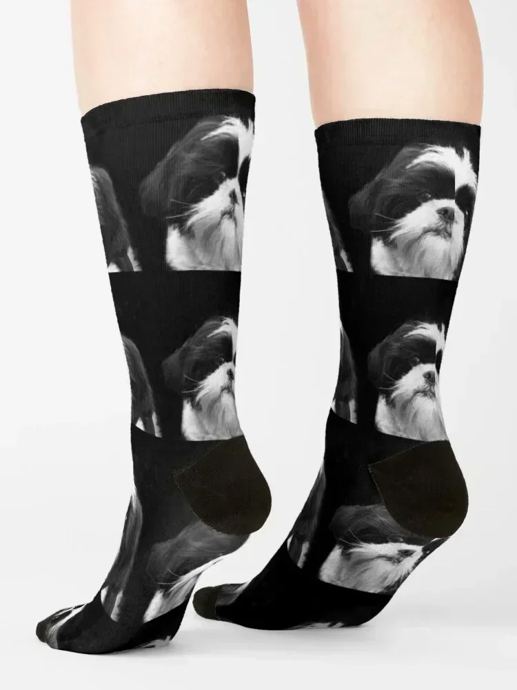 Shih Tzu Dog Socks cotton colored Run sheer Male Socks Women's