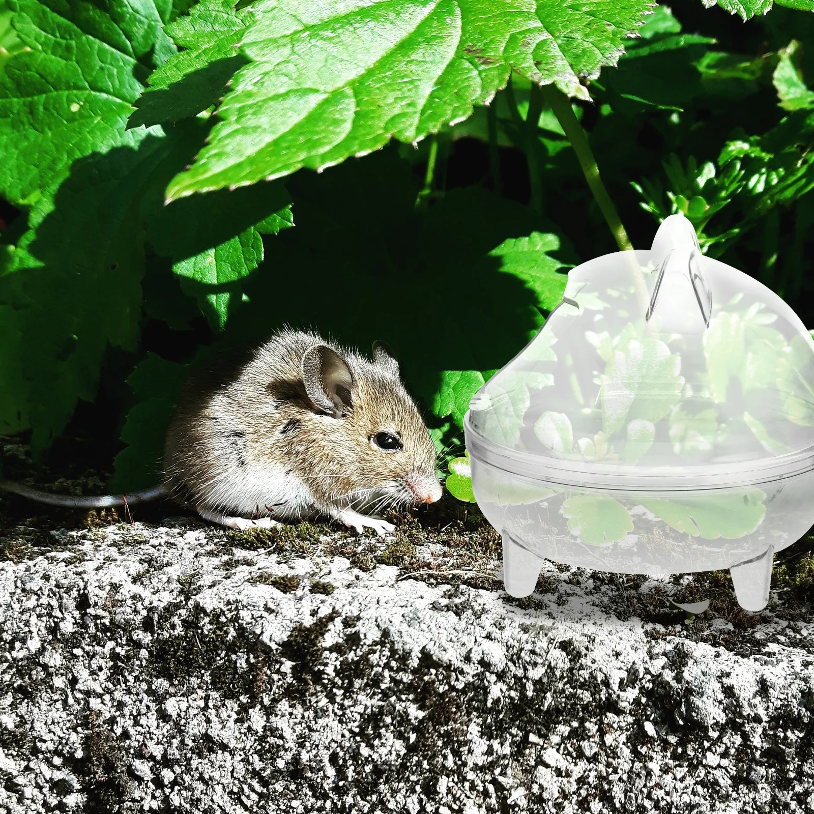 

Hamster Bathroom Large Size Transparent Anti Splash Sand Box for Hamsters Mice Pet Cage Accessory Easy Clean Bath Basin Gerbil