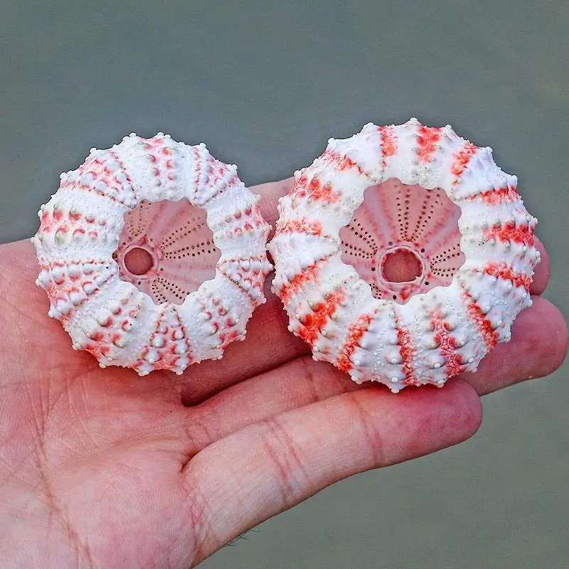 New Medal Sea Urchin Natural Conch Shell Collection Specimen Home Decoration Ornaments Natural Unstained Home Decorations view 2