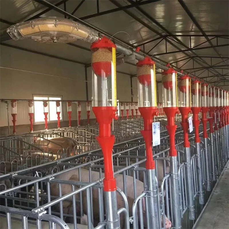 

Modern designed high efficiency pig farming disc& chain automatic feeding system