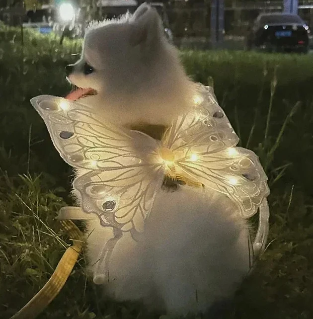 

Dog wings glowing butterfly back decoration puppy summer clothes chest back decoration small dog Pomeranian Teddy Bigbear