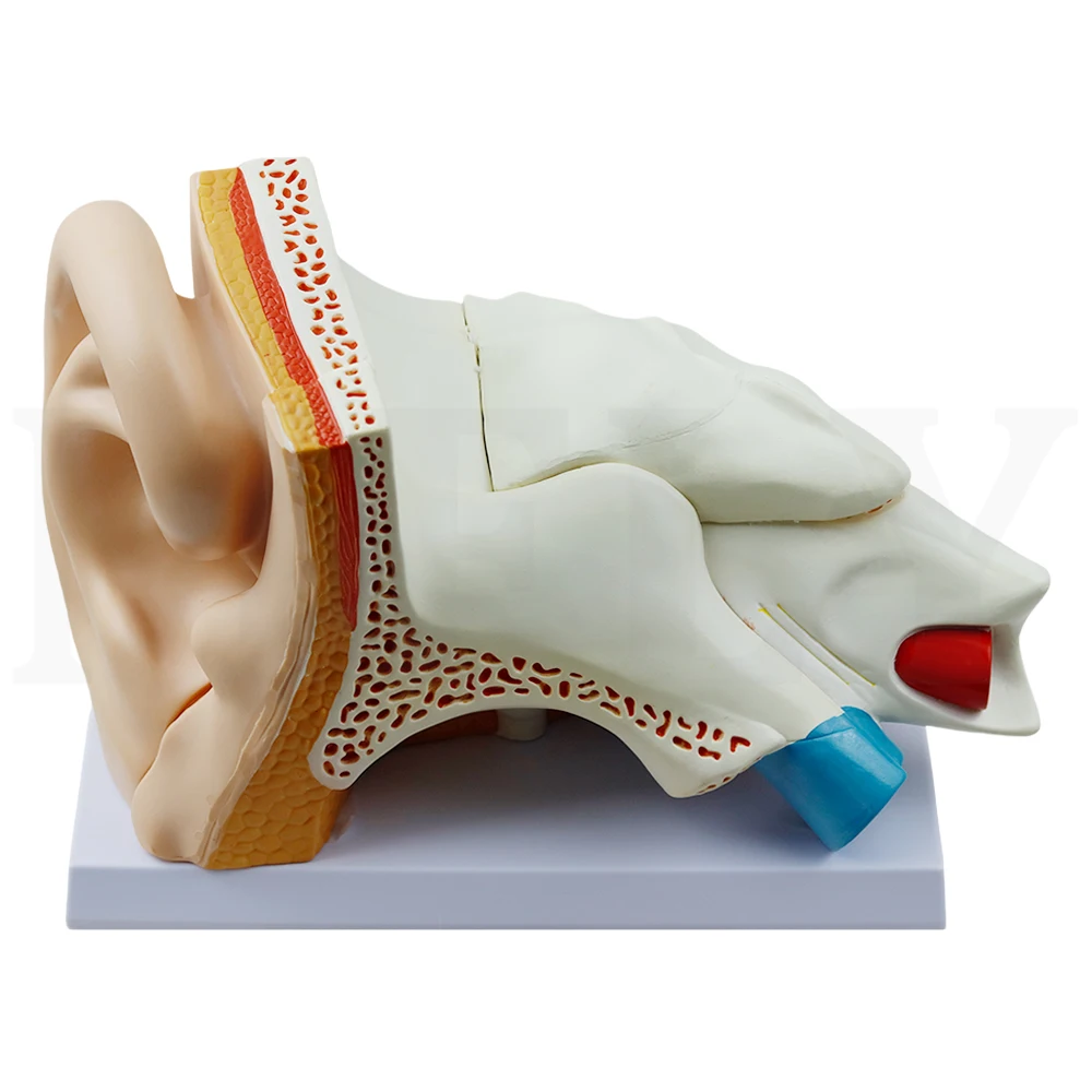 Teaching and training on human ear anatomy, showcasing medical models of inner ear structures in otorhinolaryngology teaching