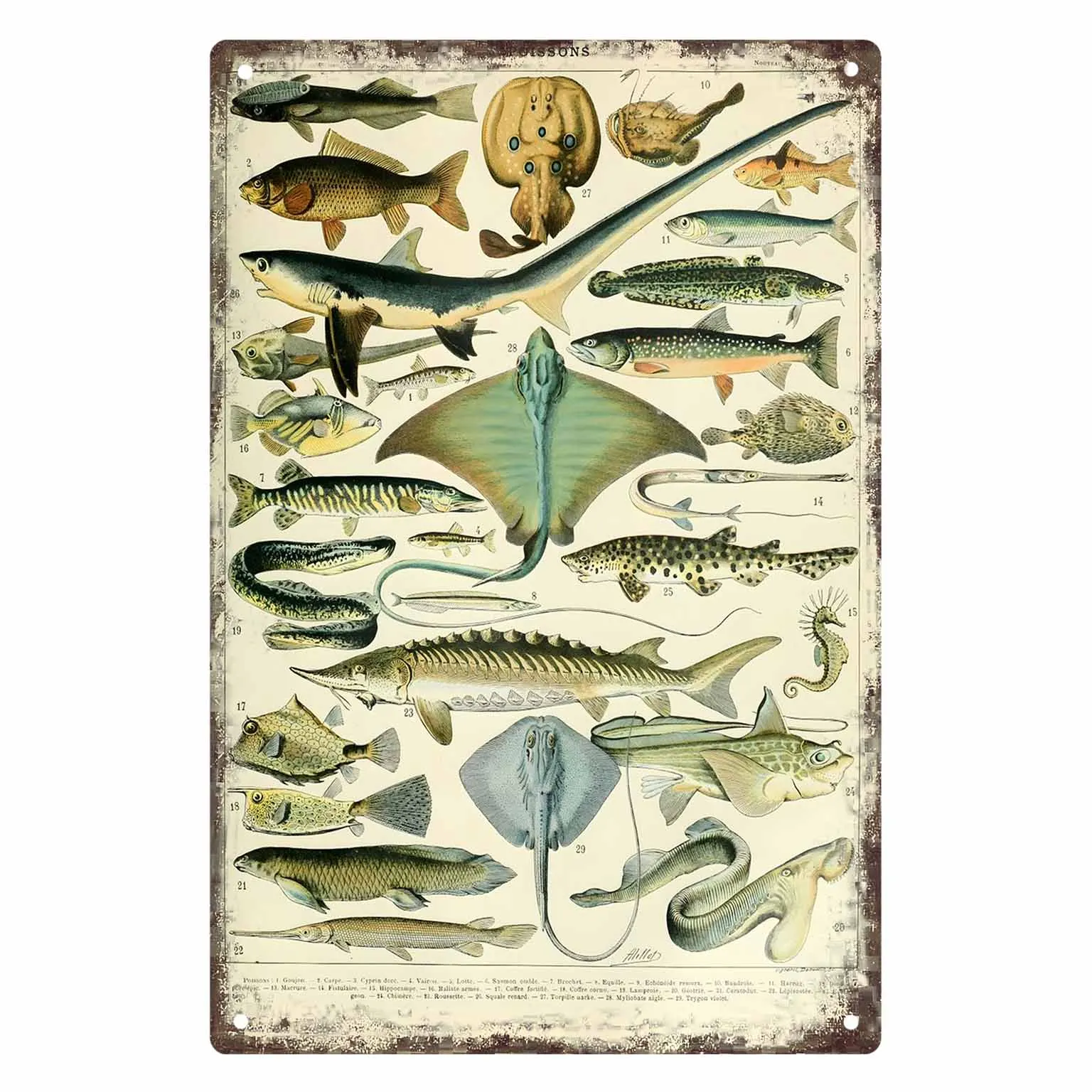 2D FLAT 1pc Vintage Fish Species Illustration Metal Wall Sign Decoration for Home Cafe Garage Bedroom Porch And Garden