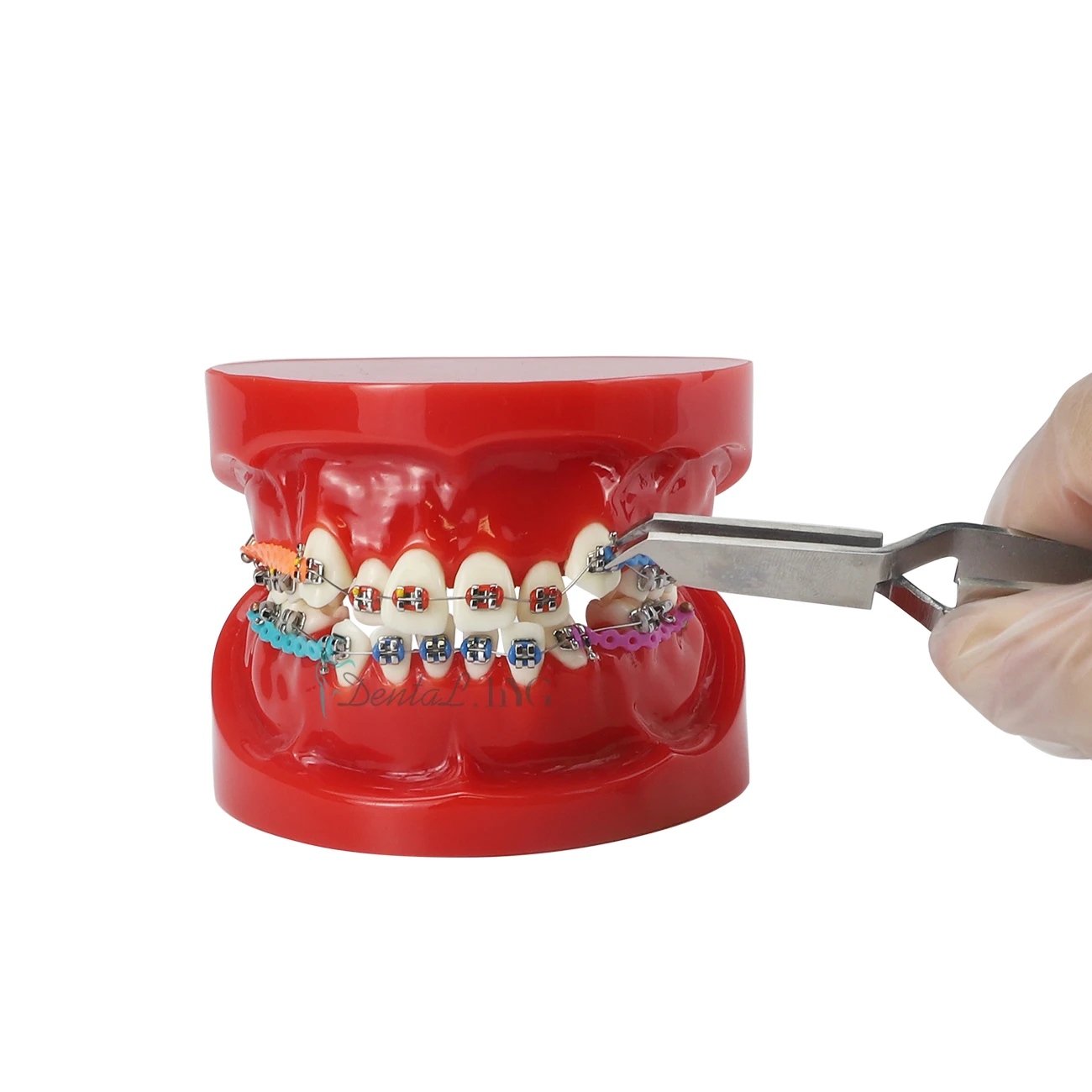 Nowa choroba implantu dentystycznego Model zębów Model ortodontyczny nauczanie nauka medyczna praktyka ortodoncja Model leczenia