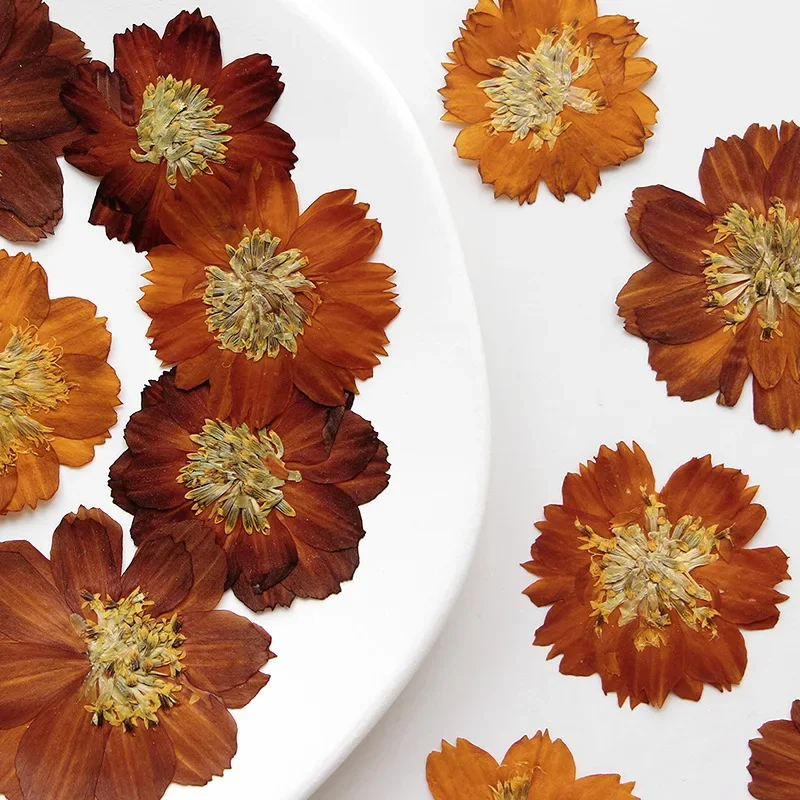 12 unidades/3-5cm, Crisantemo Thiohua Prensado Natural, Flor Seca de Color Retro, Material para Pintar DIY, Pegamento en Gotas, Marco, Marcapáginas, Decoración de Escritorio