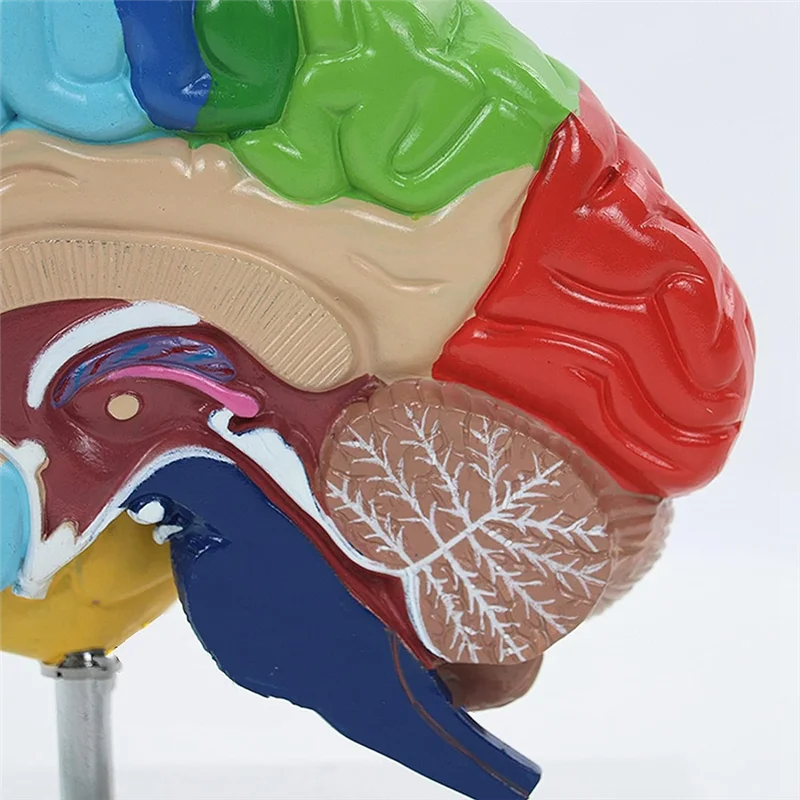 Right Hemisphere of Brain Human Body Model Education Brain Model 1:1 for Student Teaching Study Assembling Model