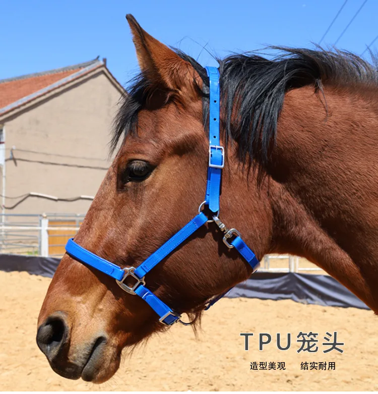 Horse Bridle & Halter, High-Quality Leather tpu Equestrian Gear