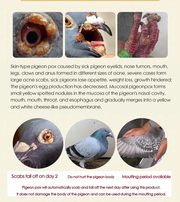 جديد حمامة بوكس الطب عن طريق الفم للبشرة نوع حمامة بوكس البطيخ نوع حمامة بوكس خاص 100 قرص حمامة سباق حمامة خاصة