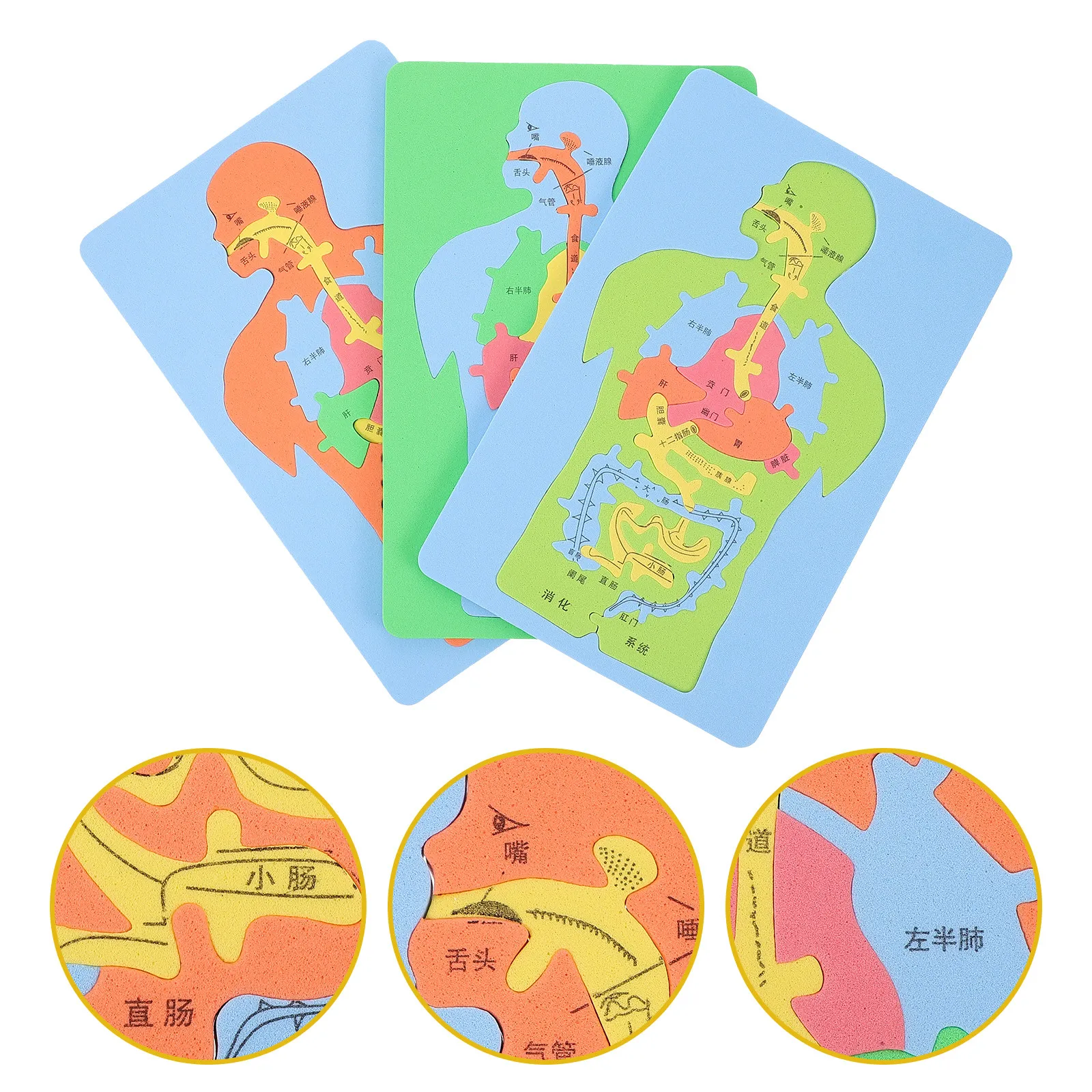 3Pcs Eva Human Organs Puzzle Premium Sturdy Digestive System Anatomy Educational Puzzle for Kids Cognitive Development Assembly