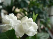 Flycolor X-CROSS HV…