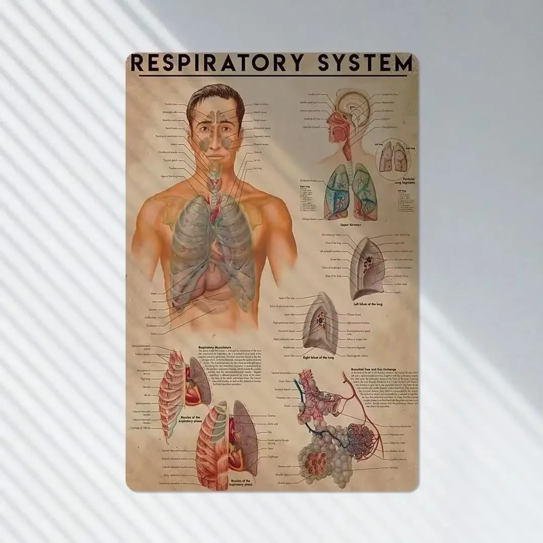 Respiratory System Knowledge Metal Tin Signs Infographic Posters Therapist Guide Plaques Home Room Clinic Hospital