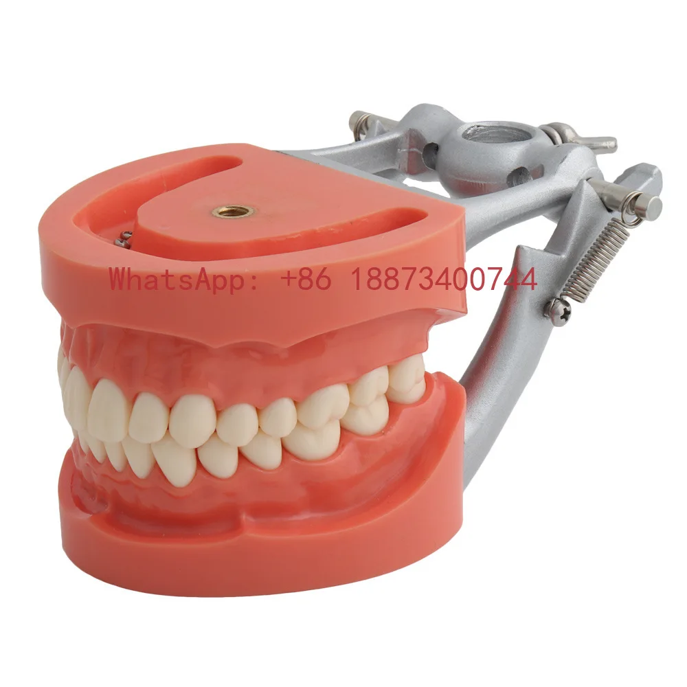 

Hard Palate 32 Teeth Removable Hard Gum Tooth Model Oral Teaching Model