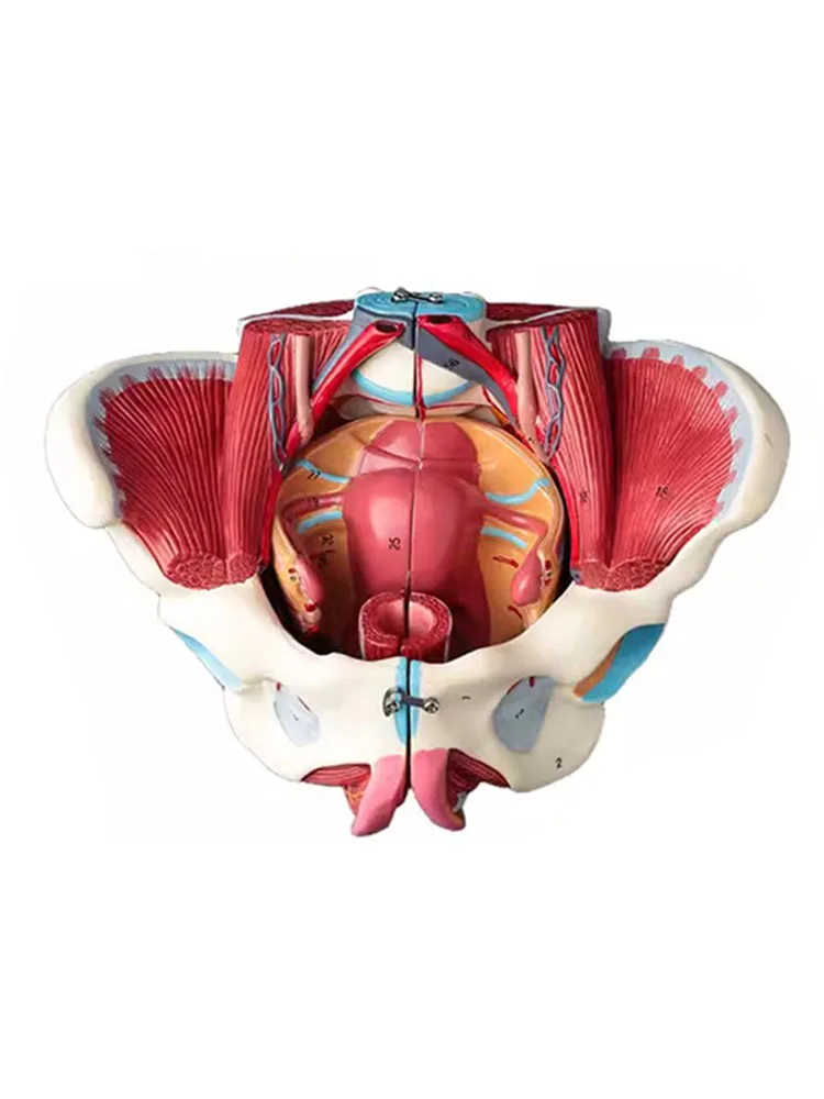 

Disassembled Female Pelvis Pelvic Floor Muscle Anatomy Model Uterus Ovary Pelvis with Nerves Teaching Educational