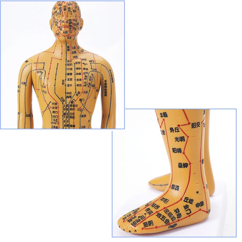 35cm Human Body Acupuncture Model Male Meridians Model Medical Science Teaching Resources Dropshipping