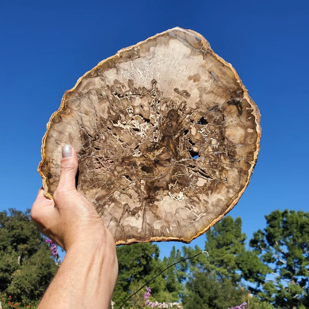 

CrystalHola Petrified Wood Slab Natural Irregular Smooth Fossils Semi Precious Stones Home Decoration