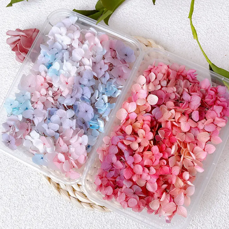 5g Anna Gradient Color Hydrangea Natural Preserved Dried Flowers Glass Cover Photo Frame Decoration Handmade DIY Material