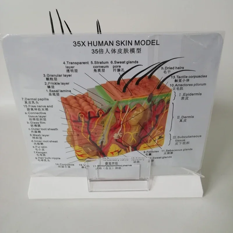 35 Times The Human Skin and Hair Structure Magnification Model Skin Layer Structure Model Human Bone Anatomy Medical Model