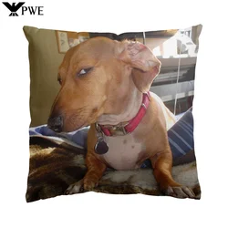 18'' x 18'' Suspicious Sus Side Eye Dachshund Dog Square Throw Pillow Cushion Covers Cases Pillowcases 45cm x 45cm
