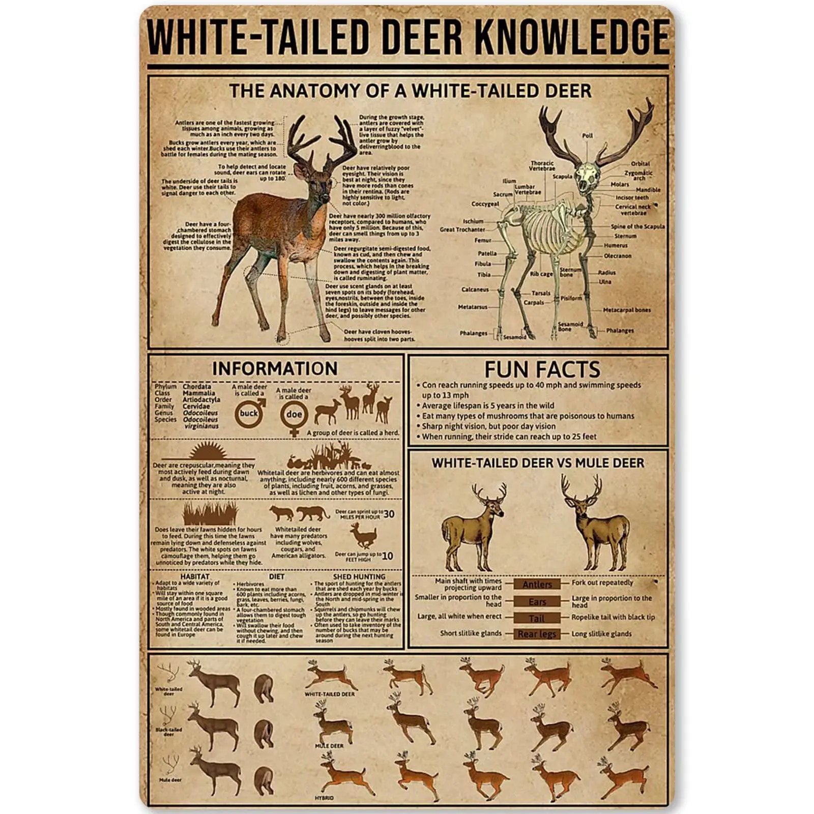 Panneau en métal décoratif Cerf à queue blanche, Affiche de connaissances sur la chasse, Infographies éducatives, pour Ferme, Maison, Cuisine, Club