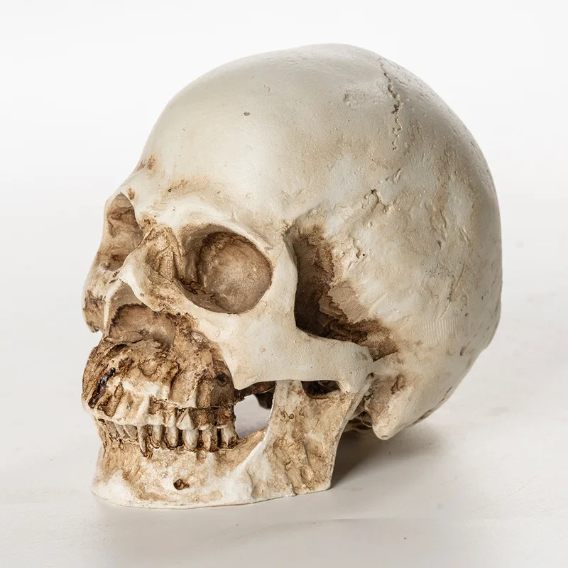 Resin miniature , dissected animal , art specimen, skull for home decoration, medical teaching model