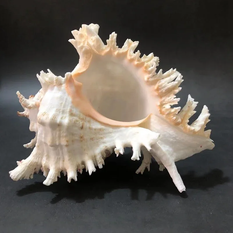 Natural Conch Shell White Thousand Hand Snail Home Window Floor Decoration Fish Tank Landscaping Aquarium