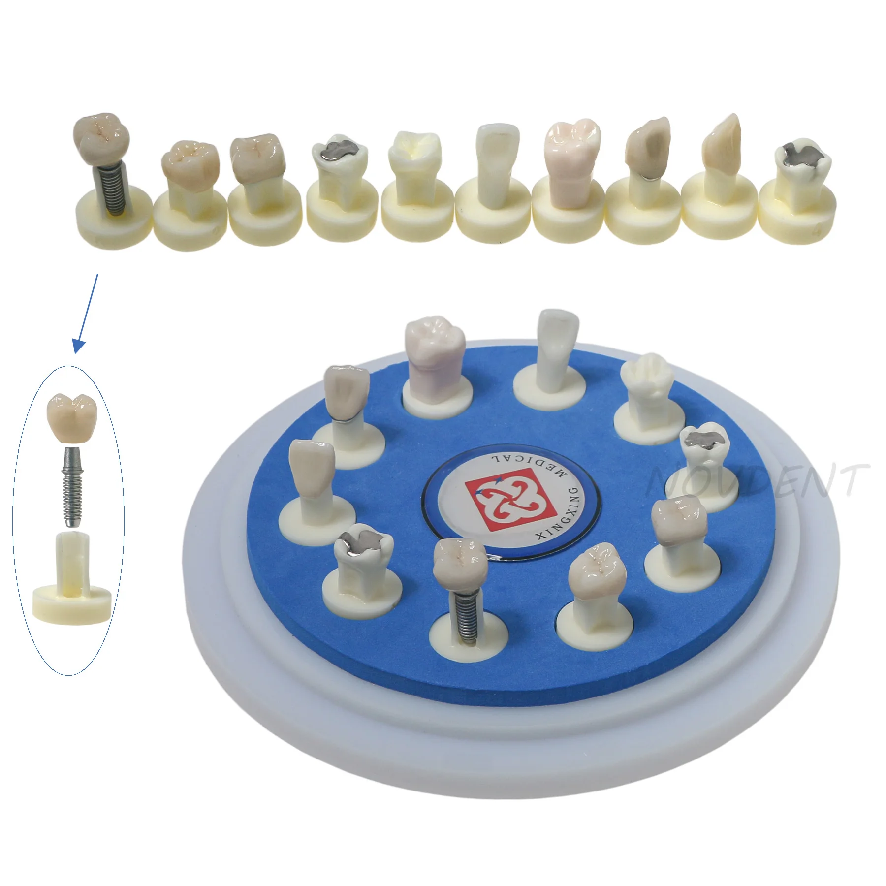 

Dental 10*1 Crown Restoration Models Ceramic With Different Restoration On Crown M6011