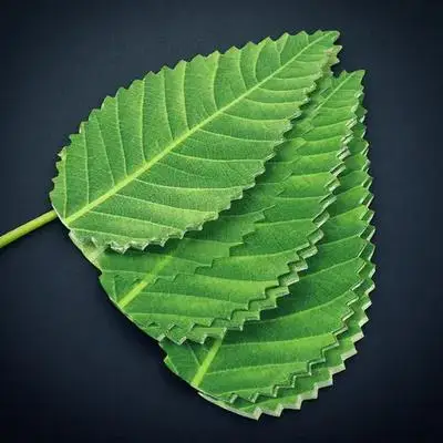 

Sushi Decorative Leaves Green Sashimi Garnish Fake Plate Adorn Craft Dining Set Accessories Reusable Safe Healthy Kitchen Bar