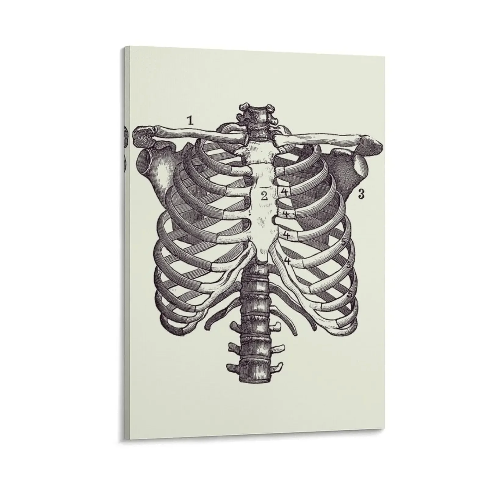 

Shoulder and Rib Cage Diagram - Vintage Anatomy Poster 2 Canvas Painting wallpapers home decor Decoration bedroom