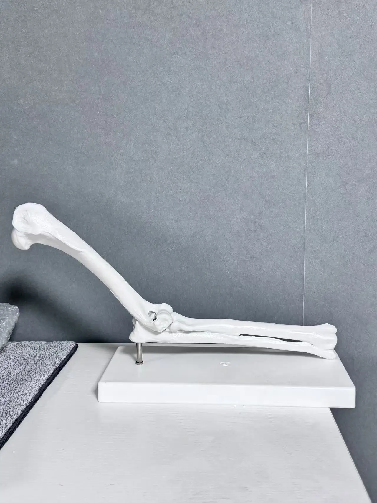 Dog Elbow Joint Model Dog Leg Bone Anatomy Model Skeleton Texture Structure Model Teaching Tools of Animal Husbandry College