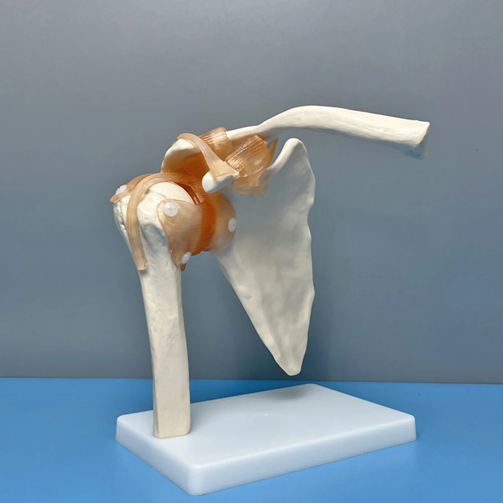 PVC Shoulder Joint Model Human Shoulder Bone Ligament Scapula Clavicle Anatomical Structure Orthopedic Medicine Teaching Mold