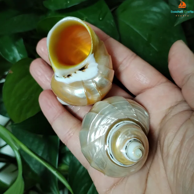 2 PCS Carved Turbo Shells Orange Mouth Turbo Petholatus Hermit Crab Seashell Collection Coastal Home Decor Accent Vase Filler