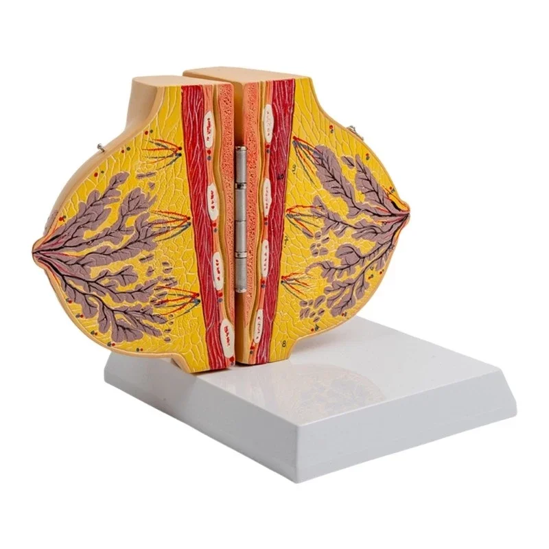 Female Stationary Stage Breast Model Beauty Gynecological Anatomy Model Medical Teaching Tools