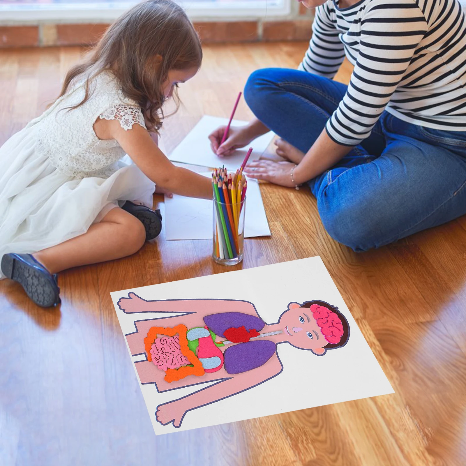 

Teaching Aids Human Organ Model Educational Toys Lightweight Cognitive Development Shape Color Size